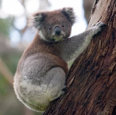 Koala